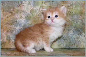 Male Siberian Kitten from Deedlebug Siberians